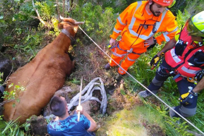 Rescatada una vaca preada que se haba colado en una torca en Sejos