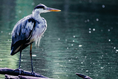Ruta guiada para avistar las aves acuticas que invernan en el Embalse del Ebro