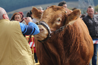 El sector ganadero de Campoo, en alerta por la tricomoniasis bovina