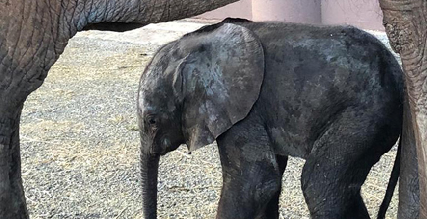 Y el nuevo elefante de Cabrceno se llamar...Neco