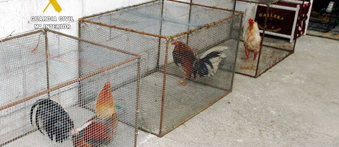 19 detenidos en una operacin contra las peleas de gallos en Santiago de Cartes
