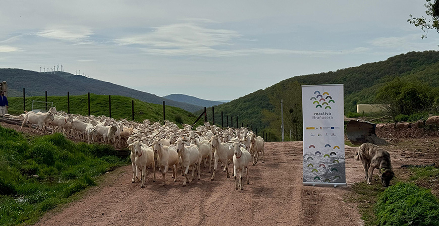 383 cabras desbrozan 