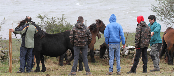 Aguayo celebra su feria ganadera contra viento y marea