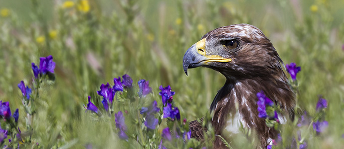 guila real entre las flores
