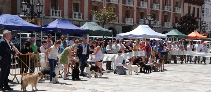 Cerca de un centenar de perros de 30 razas diferentes participaron en el III Concurso Canino 'Villa de Aguilar'