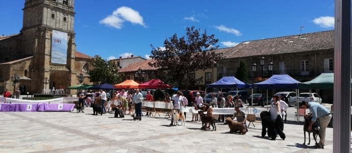 Cerca de un centenar de perros de 30 razas diferentes participaron en el III Concurso Canino 'Villa de Aguilar'