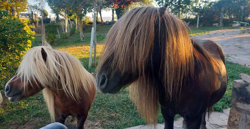 Aparecen rastros de un osezno en el entorno de Fresno del Ro
