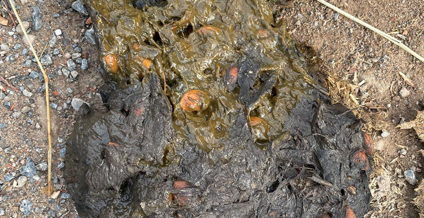 Aparecen rastros de un osezno en el entorno de Fresno del Ro