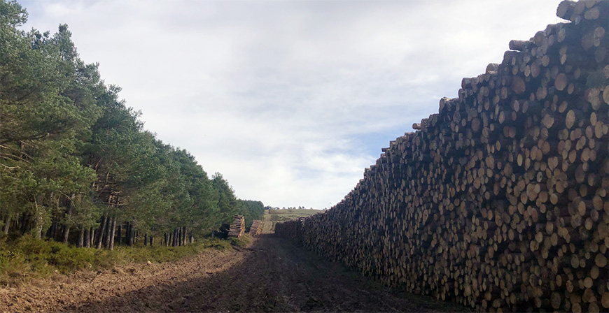 Aprobado el Plan Anual de Aprovechamientos Forestales en Montes de Utilidad P�blica de Cantabria con m�s de 7,6 millones de euros de tasaci�n en madera para 2026