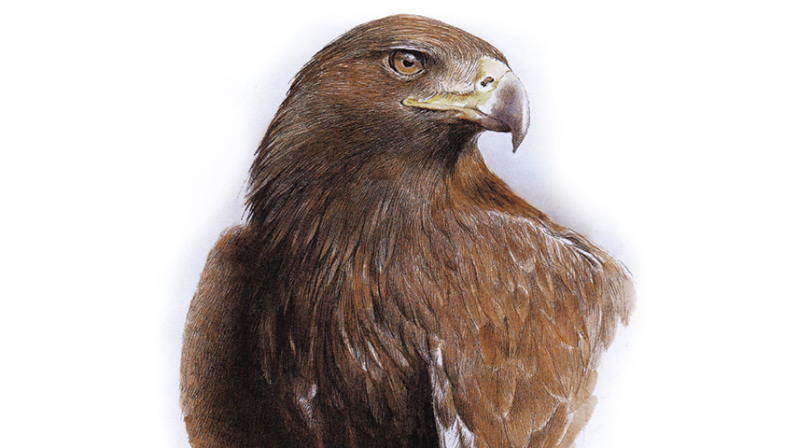 quila real. Aquila chrysaetos