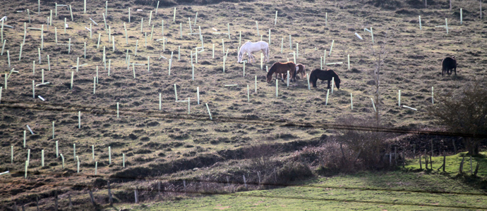 Los rboles de Gerdau, pasto de los caballos