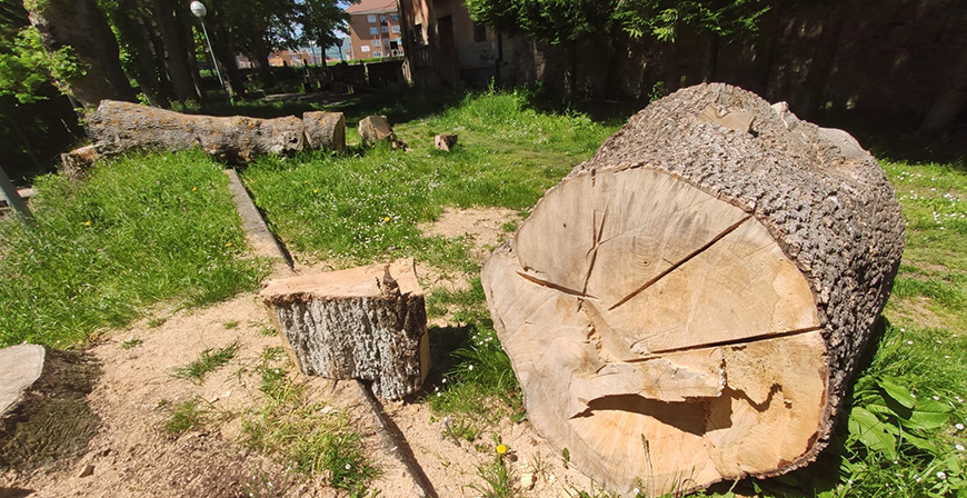 ARCA critica al Ayuntamiento de Reinosa por la tala de fresnos centenarios en el parque de Las Fuentes