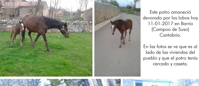 ASAJA Cantabria reclama celeridad a Medio Rural en las batidas de lobo