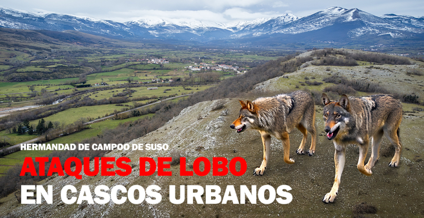 Los ataques de lobo en los cascos urbanos de Campoo de Suso disparan todas las alarmas