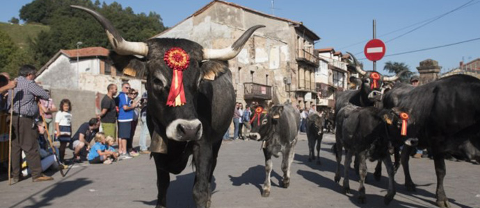 Ayudas para estimular el cebo de terneros machos de razas autctonas de Cantabria