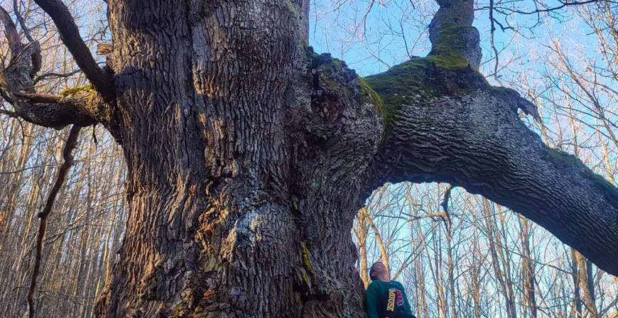 El Ayuntamiento de Reinosa programa una excursin a los robles centenarios de Bustillo del Monte y un taller de micologa
