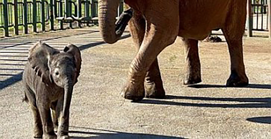 Beatuca, el vigesimotercer elefante africano que nace en Cabrceno