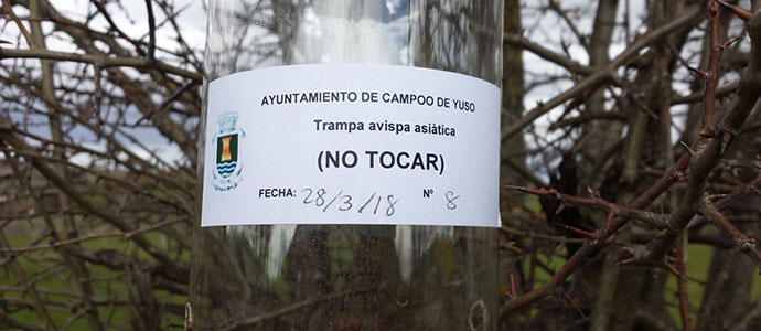 El BOC publica las ayudas a los ayuntamientos para el trampeo de reinas de avispa asitica