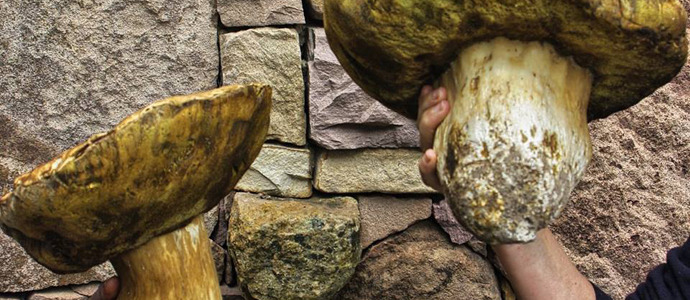 Boletus XXXL