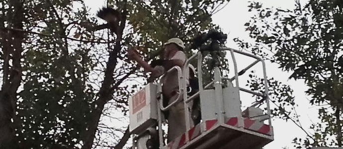 Los bomberos del 112 rescatan en Ojedo a un guila Harris enganchada en un rbol
