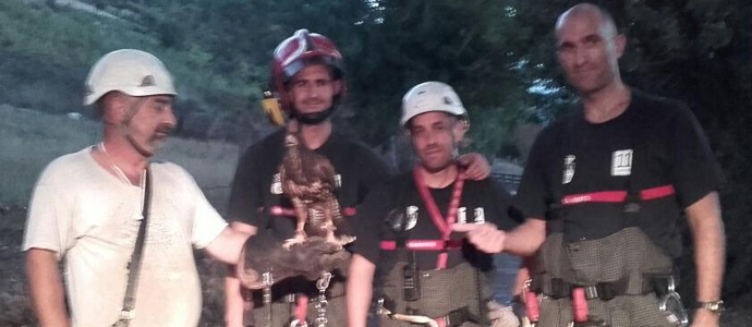 Los bomberos del 112 rescatan en Ojedo a un guila Harris enganchada en un rbol