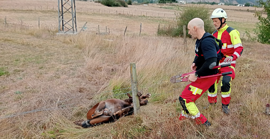 Los bomberos liberan a un potro que se haba enganchado con una alambrada en las Tradas de Reinosa