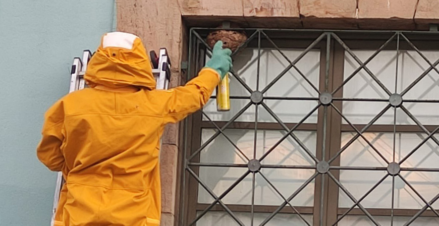 Los bomberos retiran un nido avispa asitica de una ventana del Teatro Principal