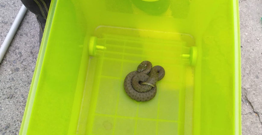 Los bomberos retiran una serpiente de la calle Julibriga de Matamorosa