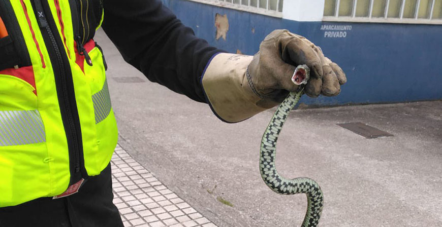 Los bomberos retiran una serpiente de la calle Julibriga de Matamorosa