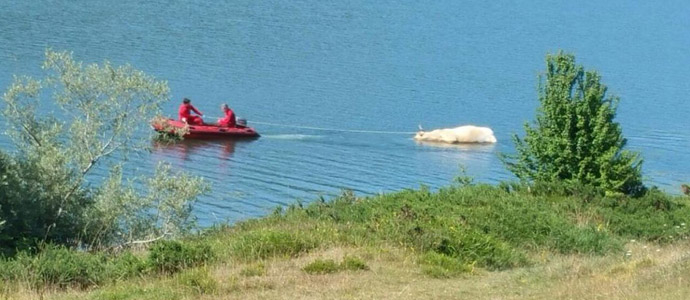 Los bomberos sacan del Pantano del Ebro el cuerpo de una vaca de 650 kilos