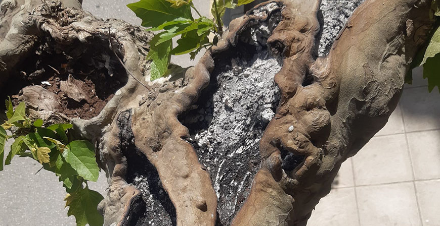 Los bomberos sofocan un fuego en un rbol de Reinosa