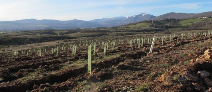 Bosques sostenibles planta cerca de 64.000 rboles en Campoo