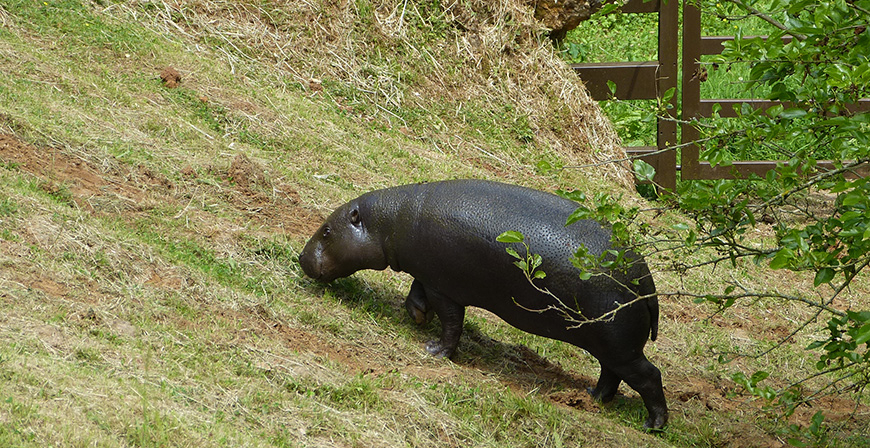 Cabrceno asume el reto de intentar aumentar la poblacin de hipoptamos pigmeos en cautividad