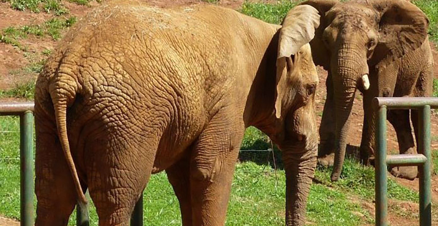 Cabrceno cede un elefante africano con fines reproductivos a un parque de Pases Bajos
