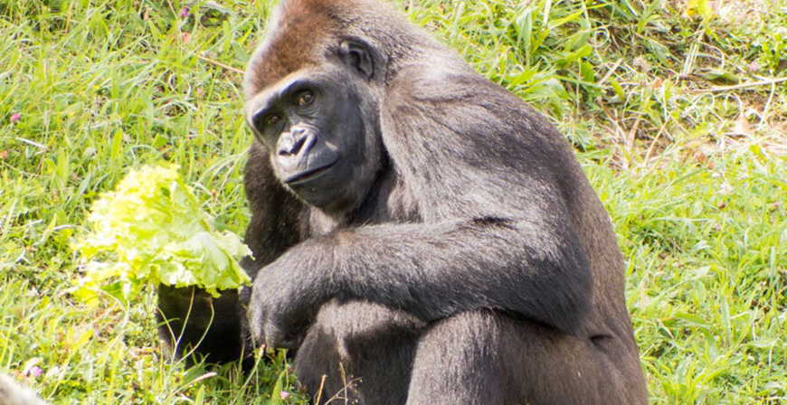 Cabrceno cede una hembra de gorila con fines reproductivos al Zoo de Praga 
