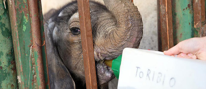 Cabrceno celebra el nacimiento del vigsimo elefante africano