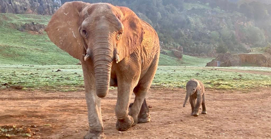Cabrceno da la bienvenida al vigesimocuarto elefante africano nacido en sus instalaciones