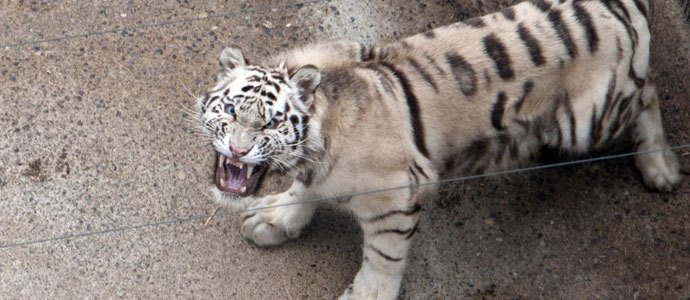 Cabrceno desarrollar un programa de reproduccin de tigre blanco