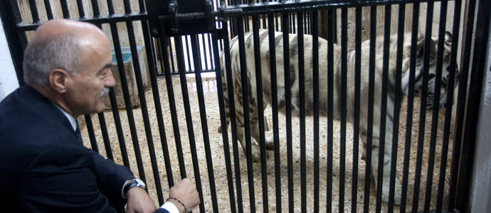Cabrceno desarrollar un programa de reproduccin de tigre blanco