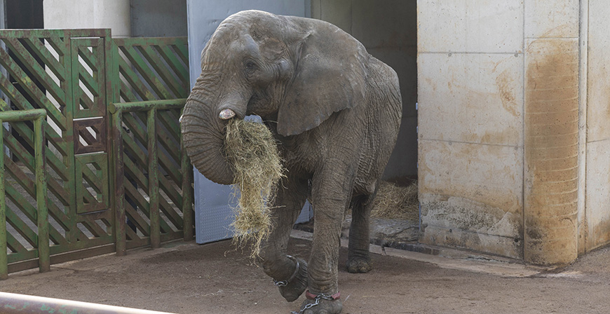 Cabrceno despide a Jums, el macho dominante de la manada de elefantes africanos 