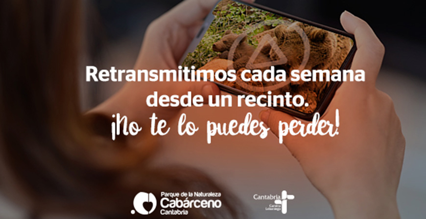 'Cabrceno en directo' ensea este viernes su programa de enriquecimiento ambiental de suricatas y mangostas