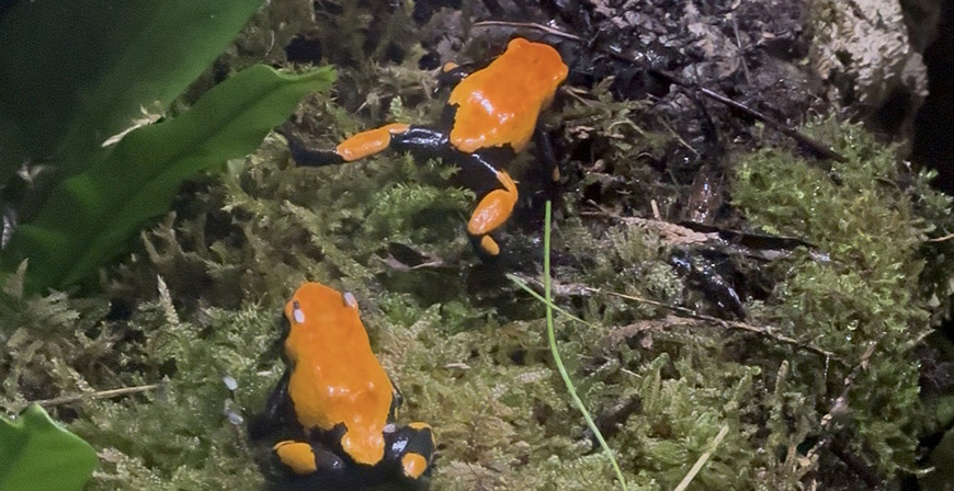 Cab�rceno incorpora dos especies de ranas amaz�nicas a su Reptilario
