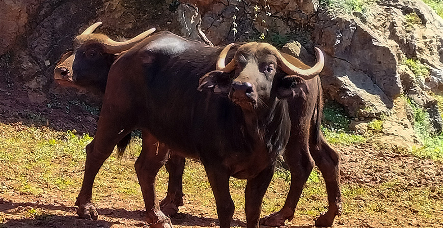 Cabárceno incorpora una nueva especie con la llegada de cinco ejemplares de búfalo cafre 