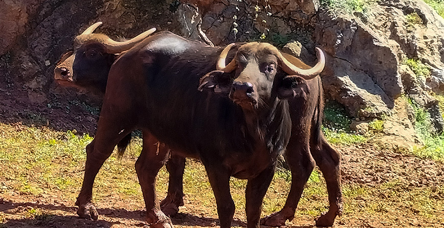 Cabrceno incorpora una nueva especie con la llegada de cinco ejemplares de bfalo cafre 