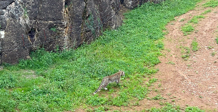 Cabrceno incorpora una nueva especie protegida con la llegada de dos leopardos persas