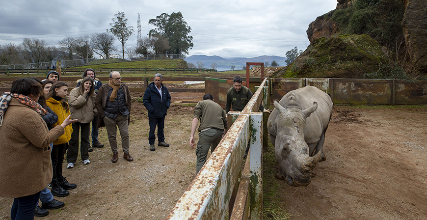 Cabrceno incorpora una nueva hembra de rinoceronte blanco