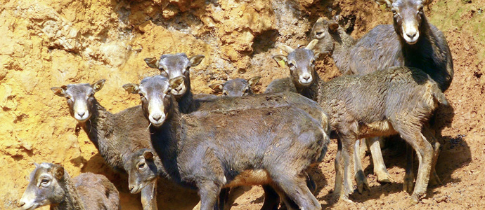 Cabrceno incorpora nueve muflones al recinto de fauna ibrica