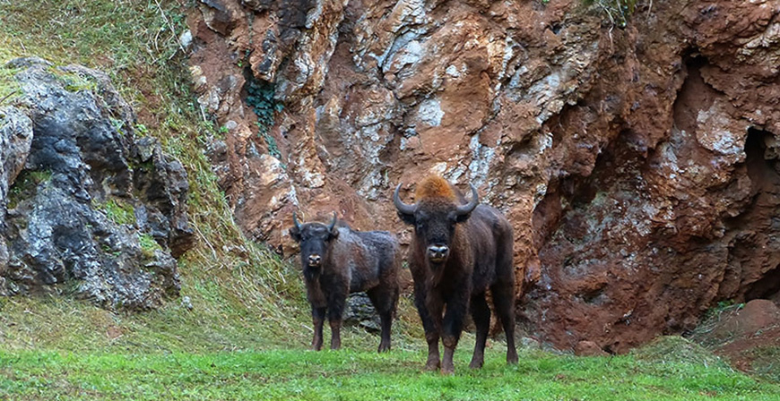 Cabrceno incorpora a su manada dos bisontes lowland procedentes de Polonia