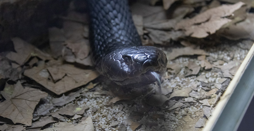 Cab�rceno organiza el 25 de febrero una jornada de concienciaci�n sobre serpientes 