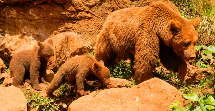 Cabrceno organiza los 'Viernes temticos' y rutas interpretativas sobre el oso pardo
